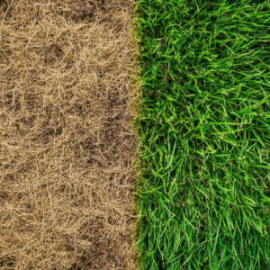 Side-by-side comparison of stressed brown grass and healthy green lawn